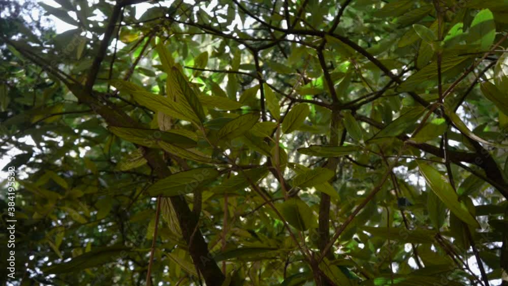 TREE BRANCHES TREE BRANCHES