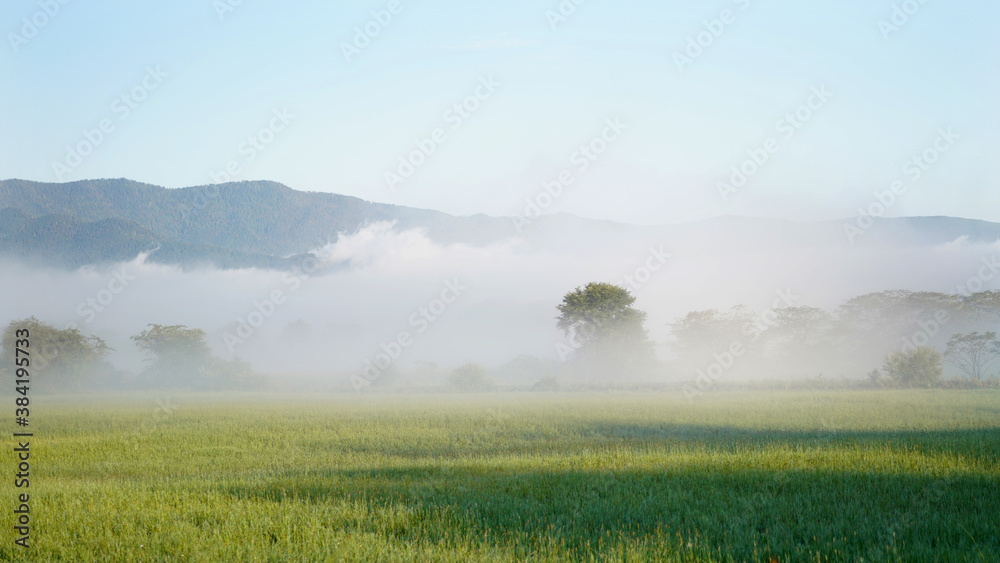 Fototapeta premium Misty morning in the field