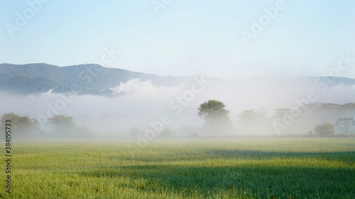 Misty morning in the field