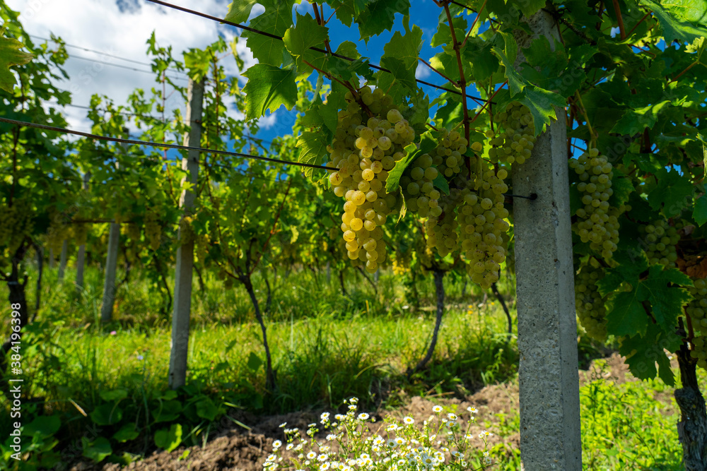 Fototapeta premium White grapes hanging from lush green vine.
