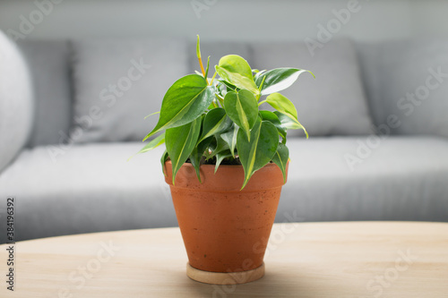 Philodendron cream splash in clay pot on wooden table in living room. Air Purifying Plants for indoor. © eddows