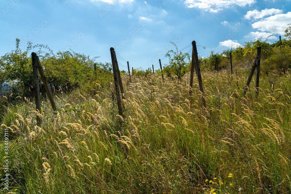 Abandoned plantation of old vineyard in the summer.