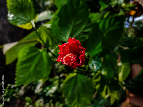 Hibiscus rosa-sinensis, known colloquially as Chinese hibiscus, China rose, is a species of tropical hibiscus, a flowering plant in the Hibisceae tribe of the family Malvaceae. © Sandipan Panja