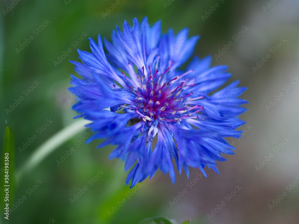 jasione flower macro jasione flower macro