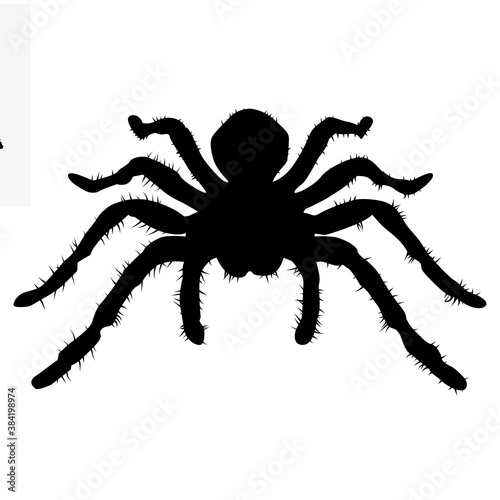 Tarantula black silhouette. Vector.