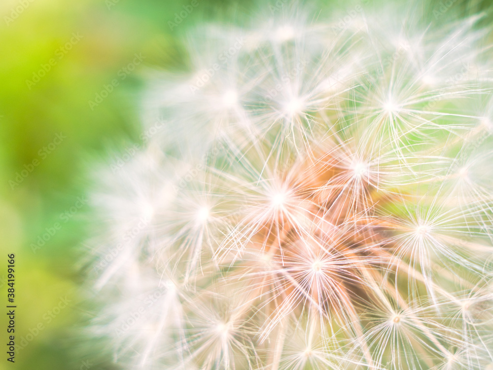 Dandelion fluff