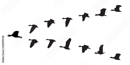 silhouette V-Shape flying birds vector
