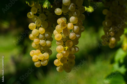 White grapes hanging from lush green vine.