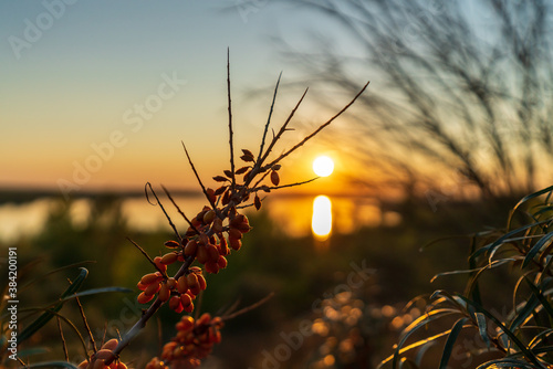 Sea buckthorn in front of the Markkleeberger Lake at sunset © DZiegler