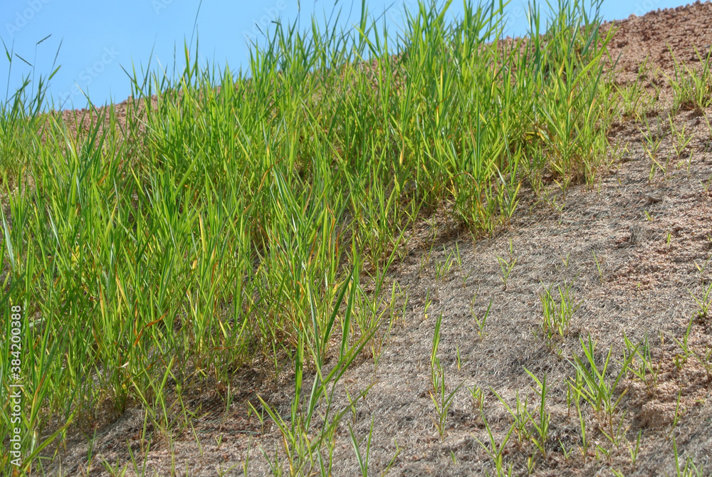 Permanent slope protection using the close turfing method to prevent erosion. The selected type of grass used for the method. The grass also stabilizes the slope structure. Permanent slope protection using the close turfing method to prevent erosion. The selected type of grass used for the method. The grass also stabilizes the slope structure.