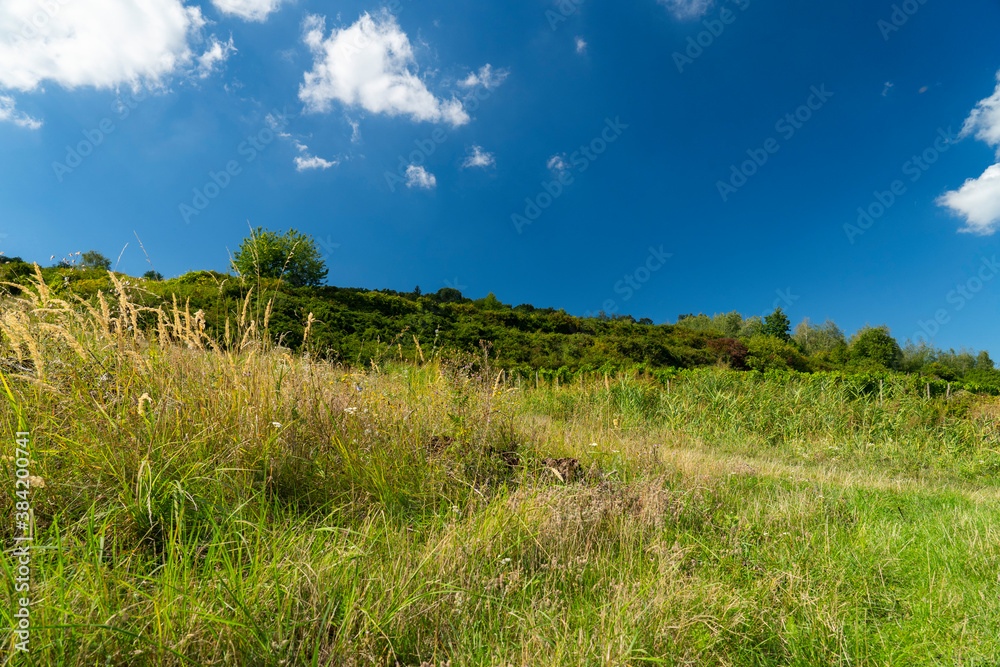 A view of a vineyard with blue sky and meadow.