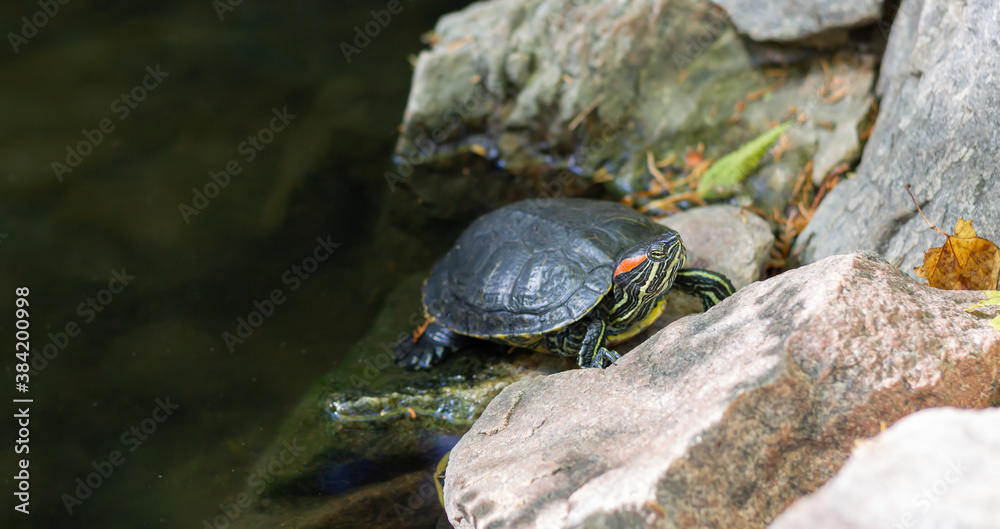 Red-eared slider turtle or trachemys scripta elegans reptile is resting on pond Red-eared slider turtle or trachemys scripta elegans reptile is resting on pond
