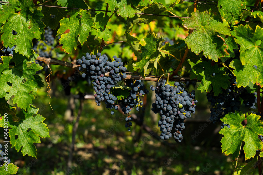 An image of bunches of fresh red grapes.