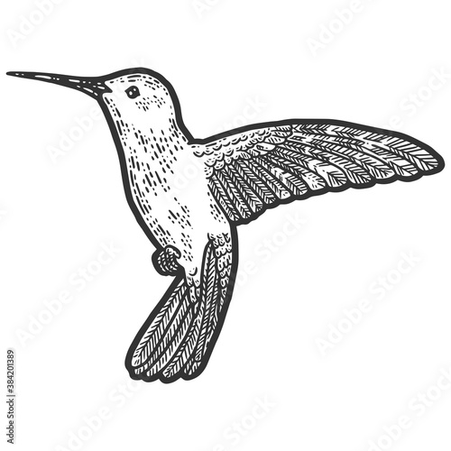 Bird in flight, hummingbird. Sketch scratch board imitation coloring