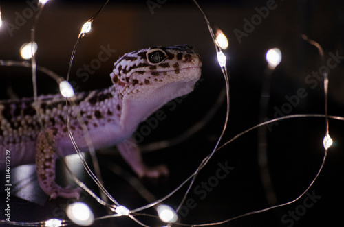 New year Leopard gecko 