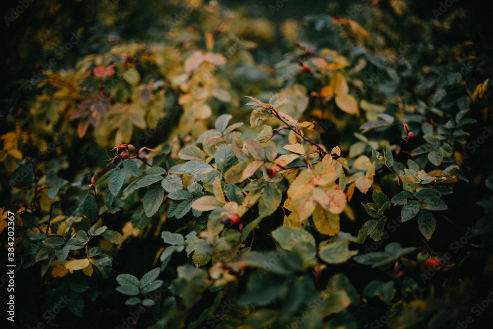 Autumn foliage, autumn leaves, beautiful leaves Autumn foliage, autumn leaves, beautiful leaves