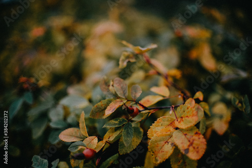 Autumn foliage, autumn leaves, beautiful leaves