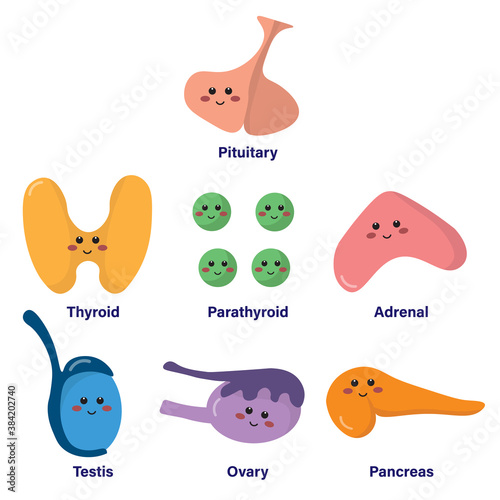 Set of glands in endocrine system, comprised of pituitary, thyroid, parathyroid, adrenal, testis, ovary and pancreas, with cute and smiling face