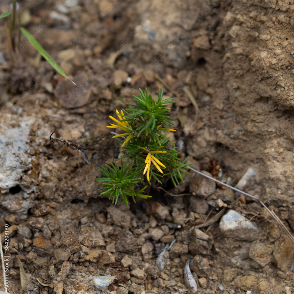 A green plant on the ground. A green plant on the ground.