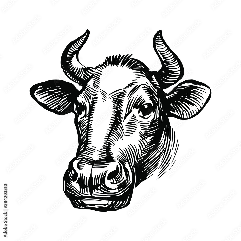 Cow head illustration. Farm animal with horns, black and white etching, vintage engraving. Hand drawn stock vector illustration isolated on white background. Cow head illustration. Farm animal with horns, black and white etching, vintage engraving. Hand drawn stock vector illustration isolated on white background.
