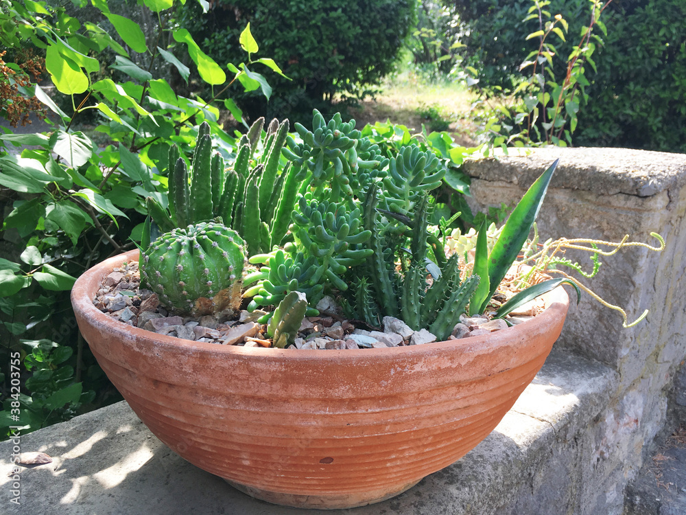 Cacti and succulents in a wide pot in a summer garden