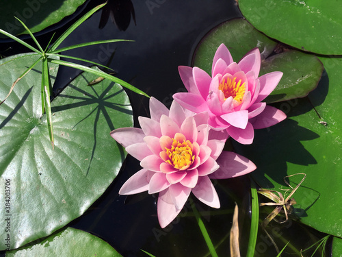 Nymphaea Rose Arey, pink water flower