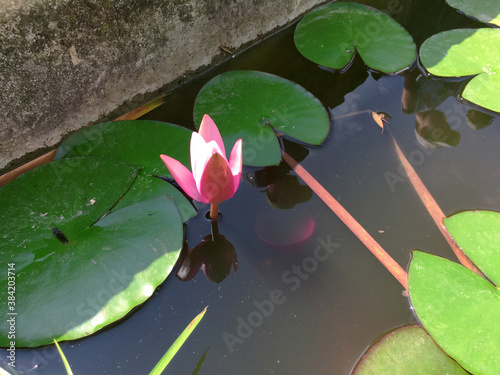 Nymphaea Rose Arey, pink water flower