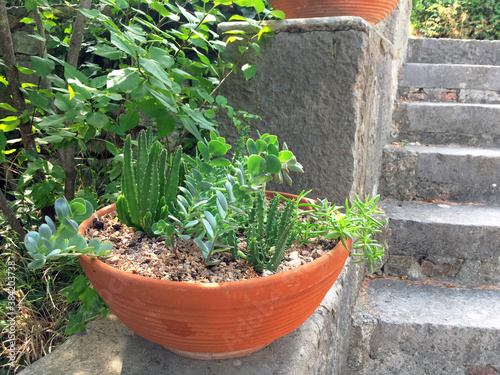Cacti and succulents in a wide pot in a summer garden