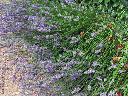 Blooming lavender in the summer garden