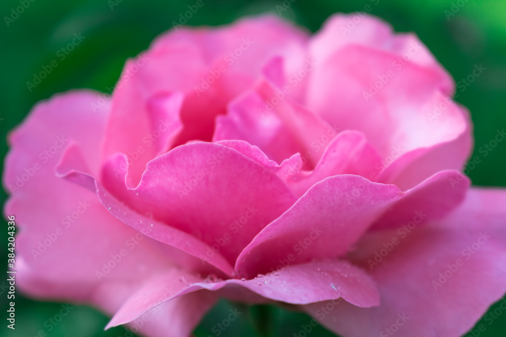 Pink flower rose on a green background. Hello summer