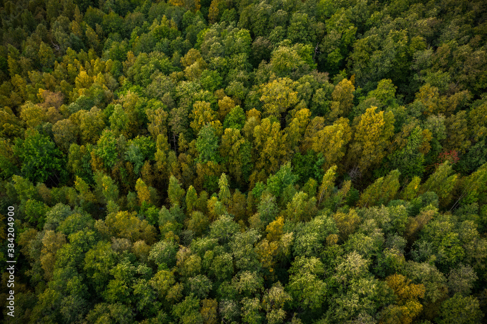 Aerial view of Autumn green, yellow forest. Karelia, Russia.