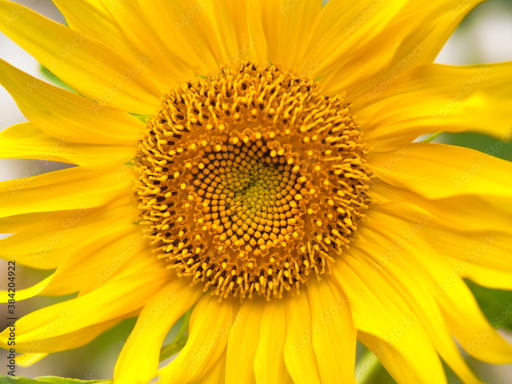 Sunflower Sunflower