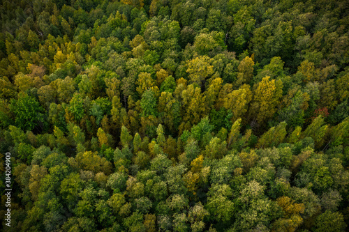 Aerial view of Autumn green, yellow forest. Karelia, Russia.