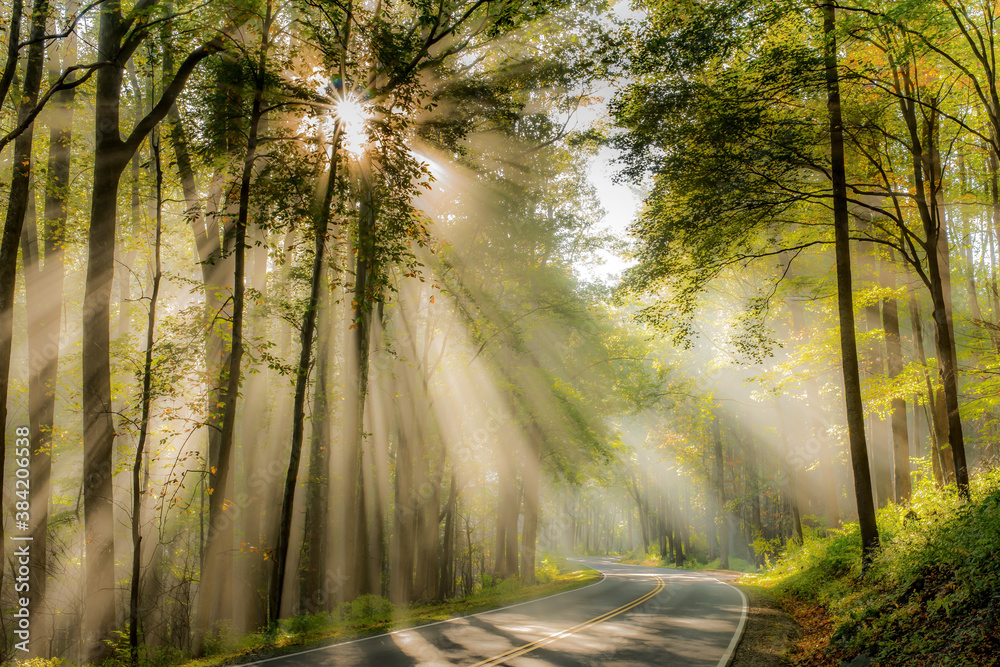 Sunrays filtering through trees in Great Smoky Mountains National Park