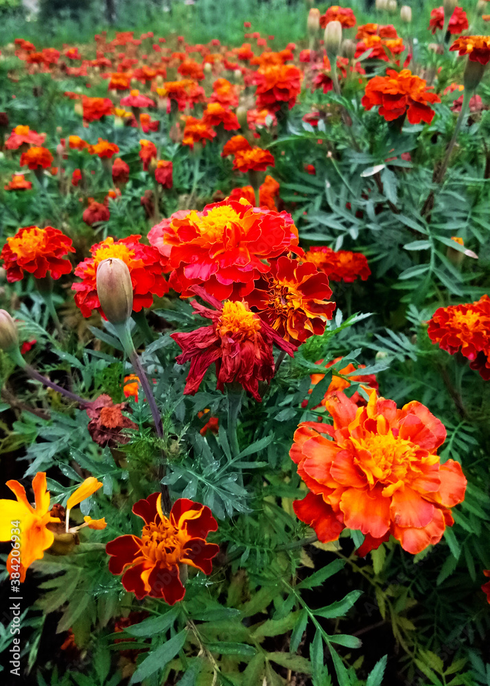 Marigold Tiger Eye plants are blooming in a park above a mall in the afternoon in Bandung, West Java (28/2019)