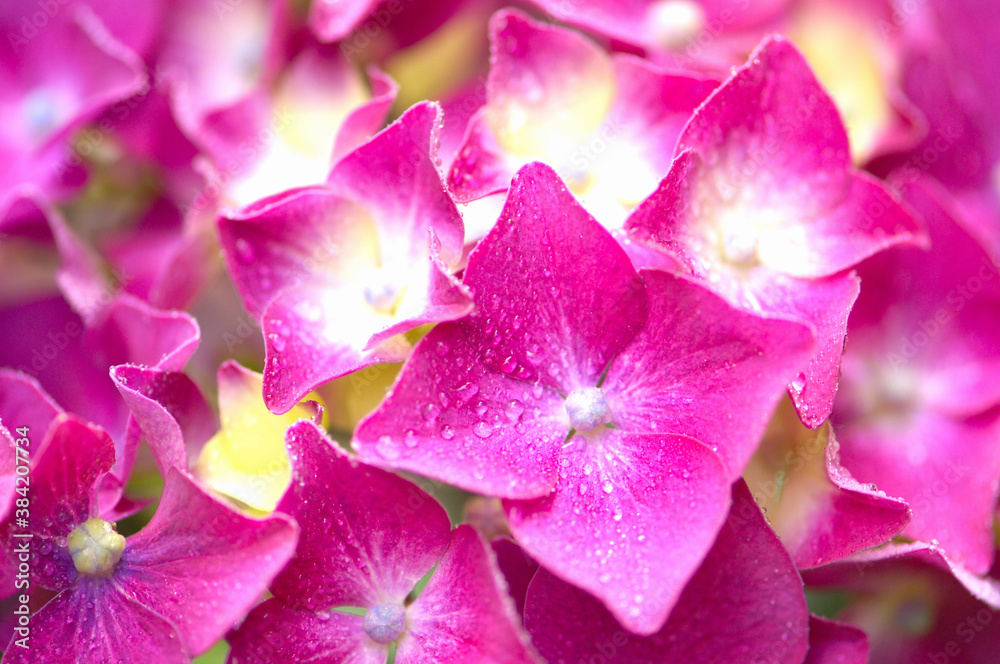 Naklejka premium アジサイの花