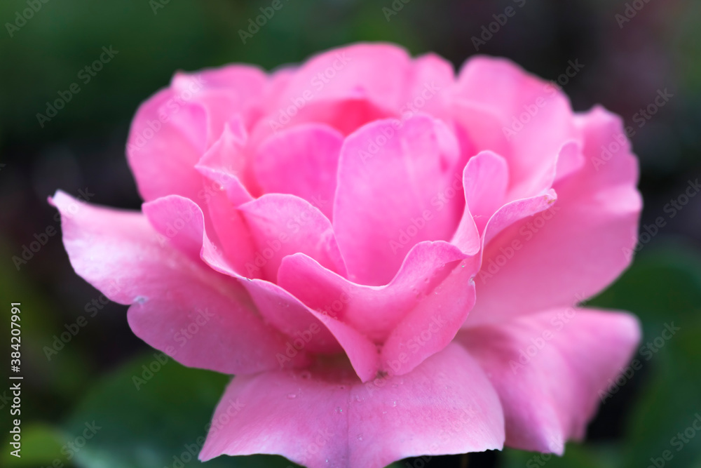 Pink flower rose on a green background. Hello summer Pink flower rose on a green background. Hello summer