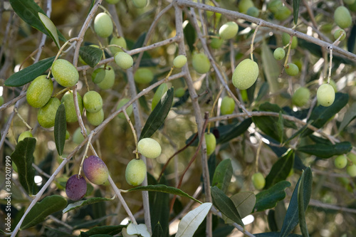 close-up of an olive plant with fruits