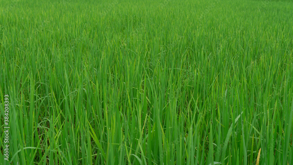 Photos of green rice and fields