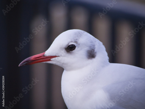 A seagull close up