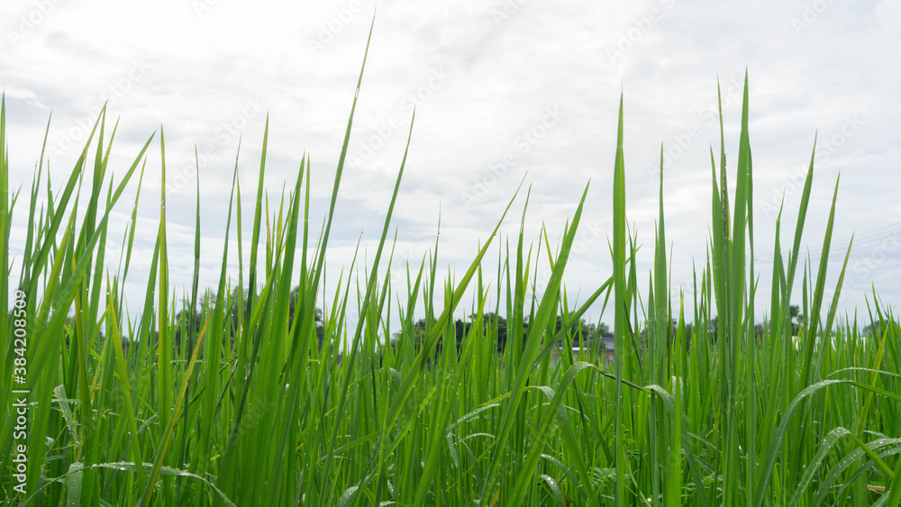 Obraz premium Photos of green rice and fields