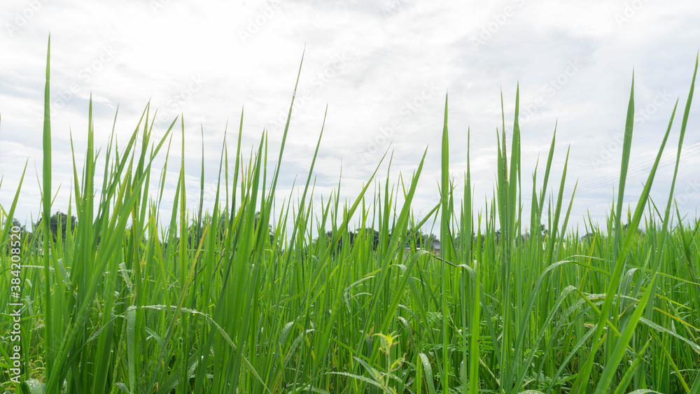 Photos of green rice and fields Photos of green rice and fields