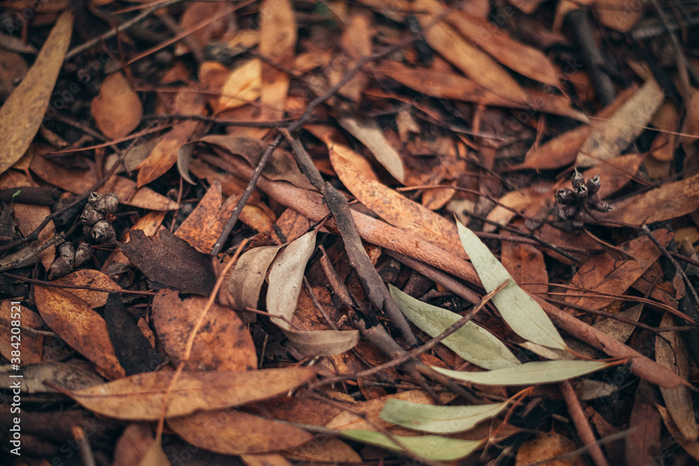 Autumn leaves lying on the ground. Golden time of autumn. autumn cover of golden leaves. Autumn style and mood. vintage autumn photo. Autumn leaves lying on the ground. Golden time of autumn. autumn cover of golden leaves. Autumn style and mood. vintage autumn photo.