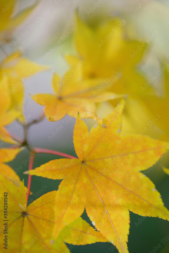 Obraz premium 紅葉