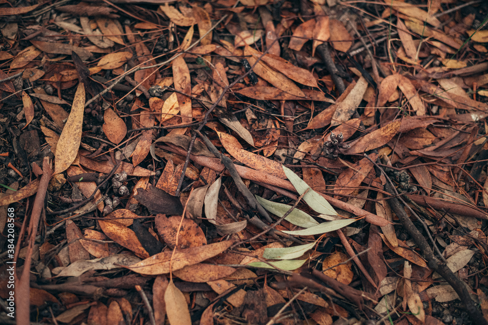 Autumn mood. Golden time of autumn. autumn cover of golden leaves. Autumn style and mood. vintage autumn photo.