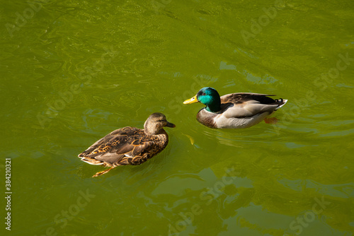 Male and Female mallard ducks swimming in river