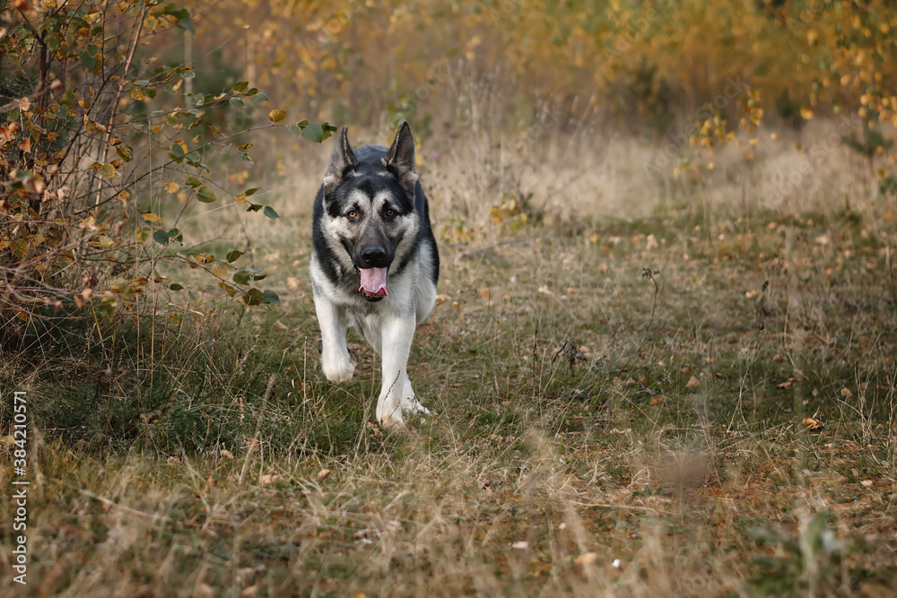 East European Shepherd Dog in autumn forest, field