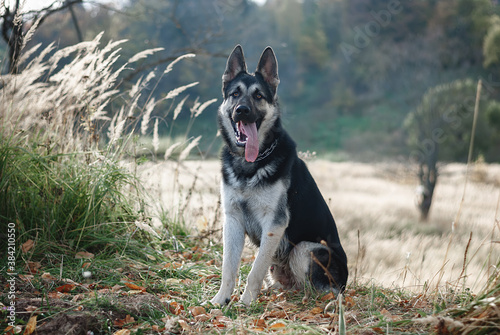 East European Shepherd Dog in autumn forest  field