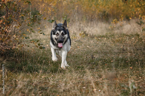East European Shepherd Dog in autumn forest, field © le6681
