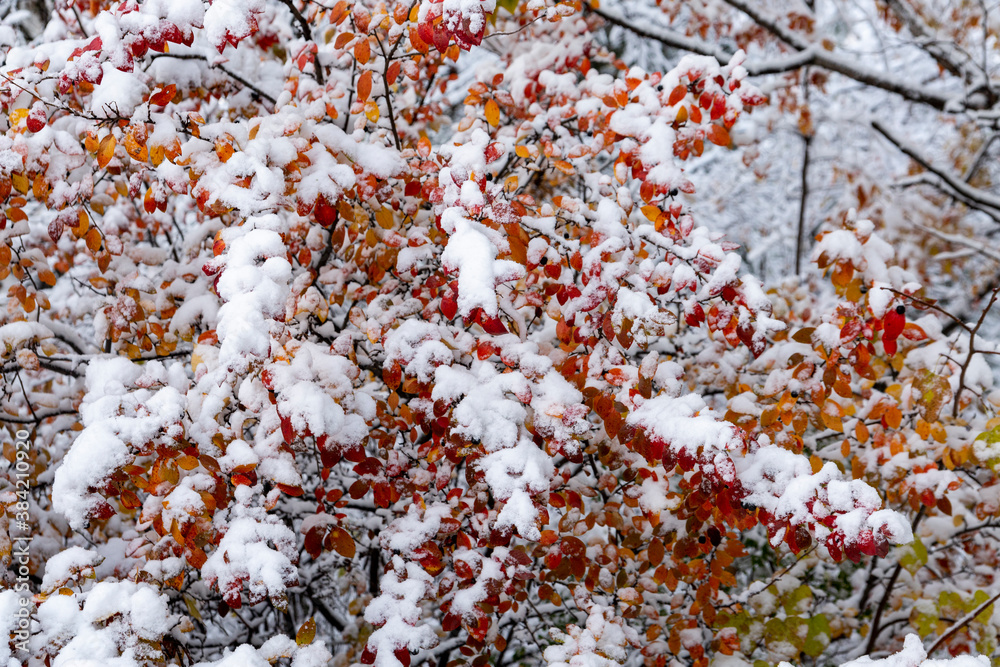 Bright multicolored autumn leaves covered with the first snow. Beauty of nature. Background from autumn leaves.